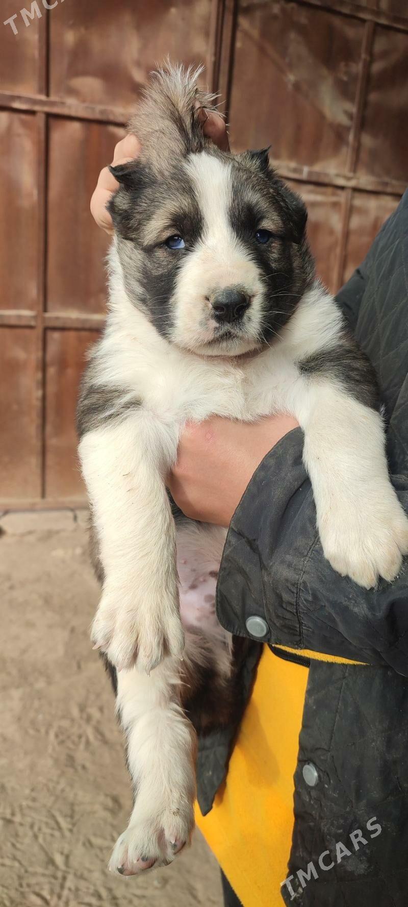 arasa alabay - Farap - img 1