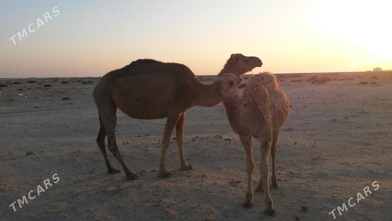 Torumly Duye - Эсенгулы - img 1