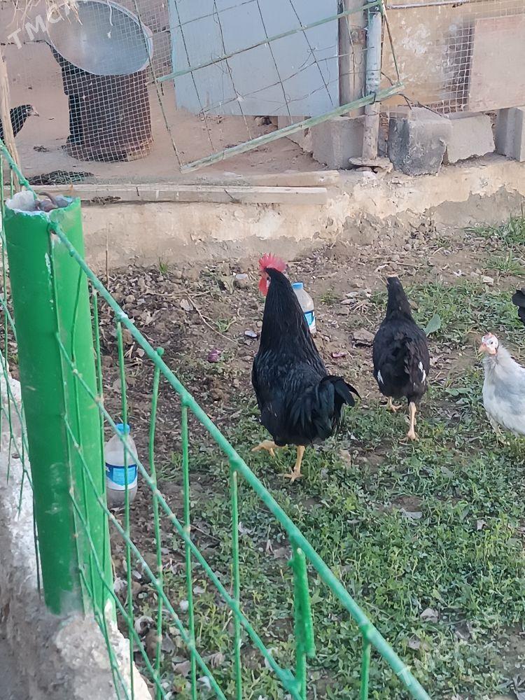 horaz - Gyzylarbat - img 1