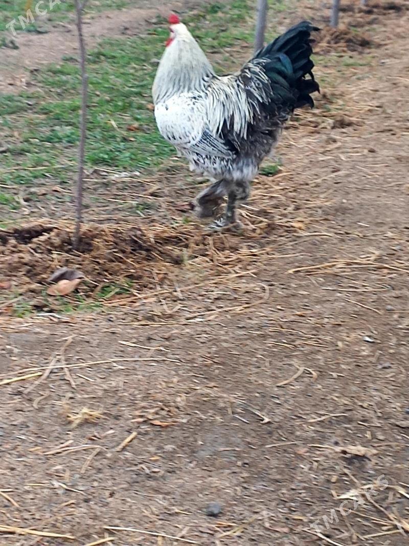 BYRAMA BALGAR TOWUK - Gökdepe - img 1