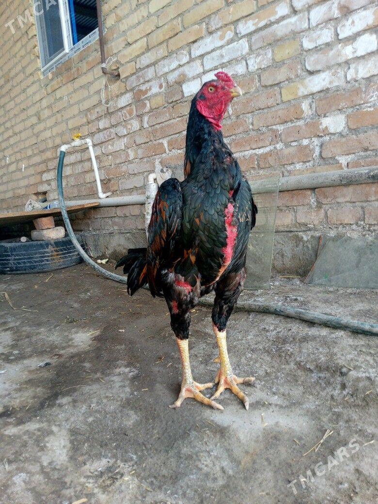 horaz - Türkmenabat - img 1