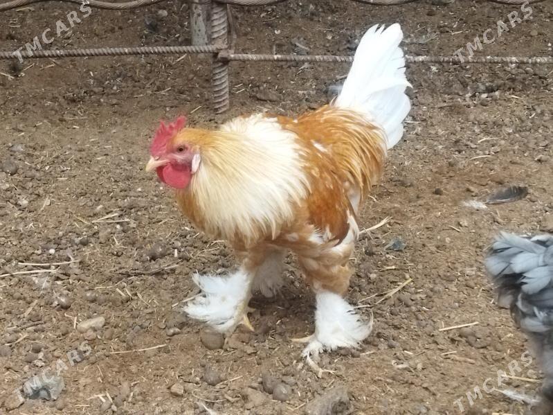 horaz - Balkanabat - img 1