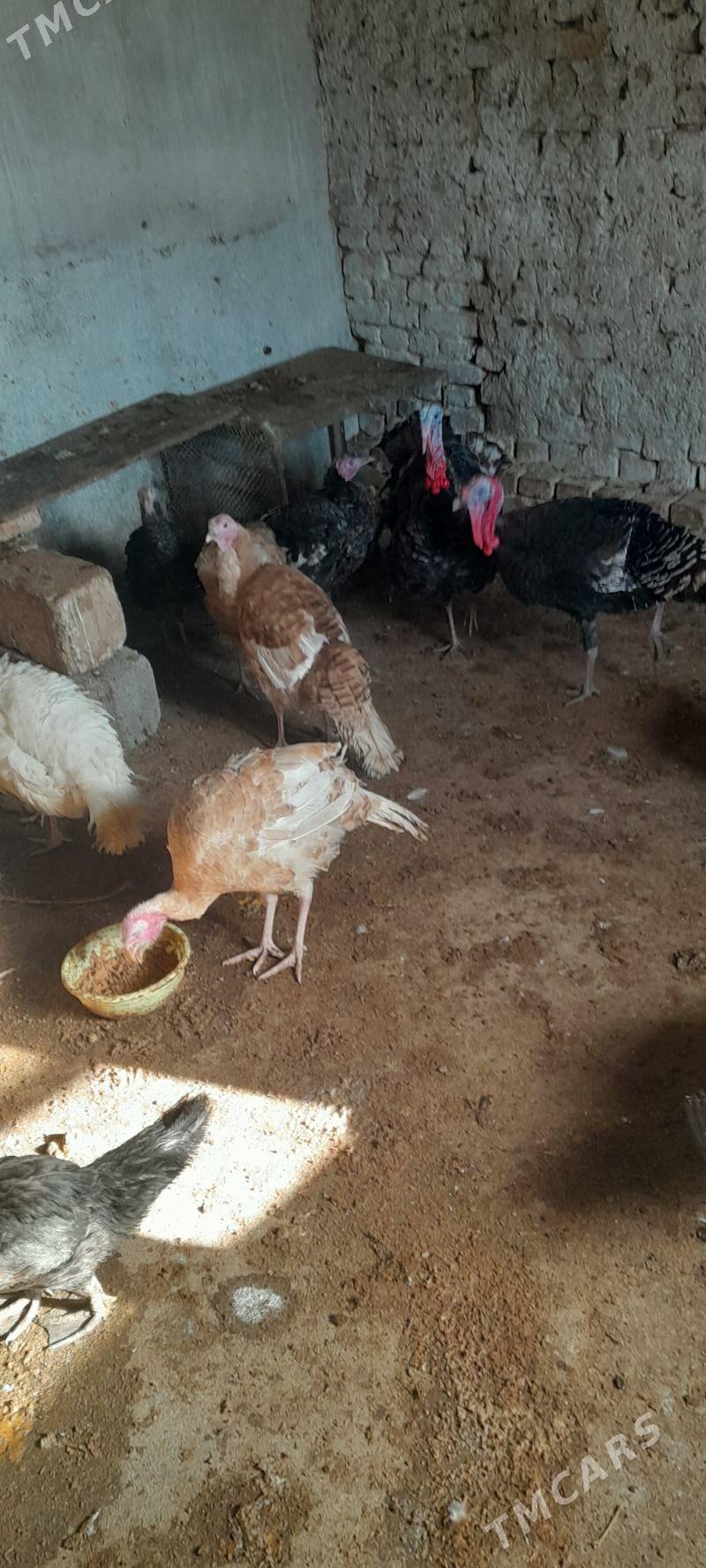 induk - Kaka - img 1