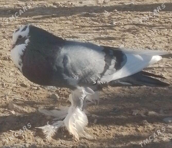 Kepderi dutyş - Гызыларбат - img 1