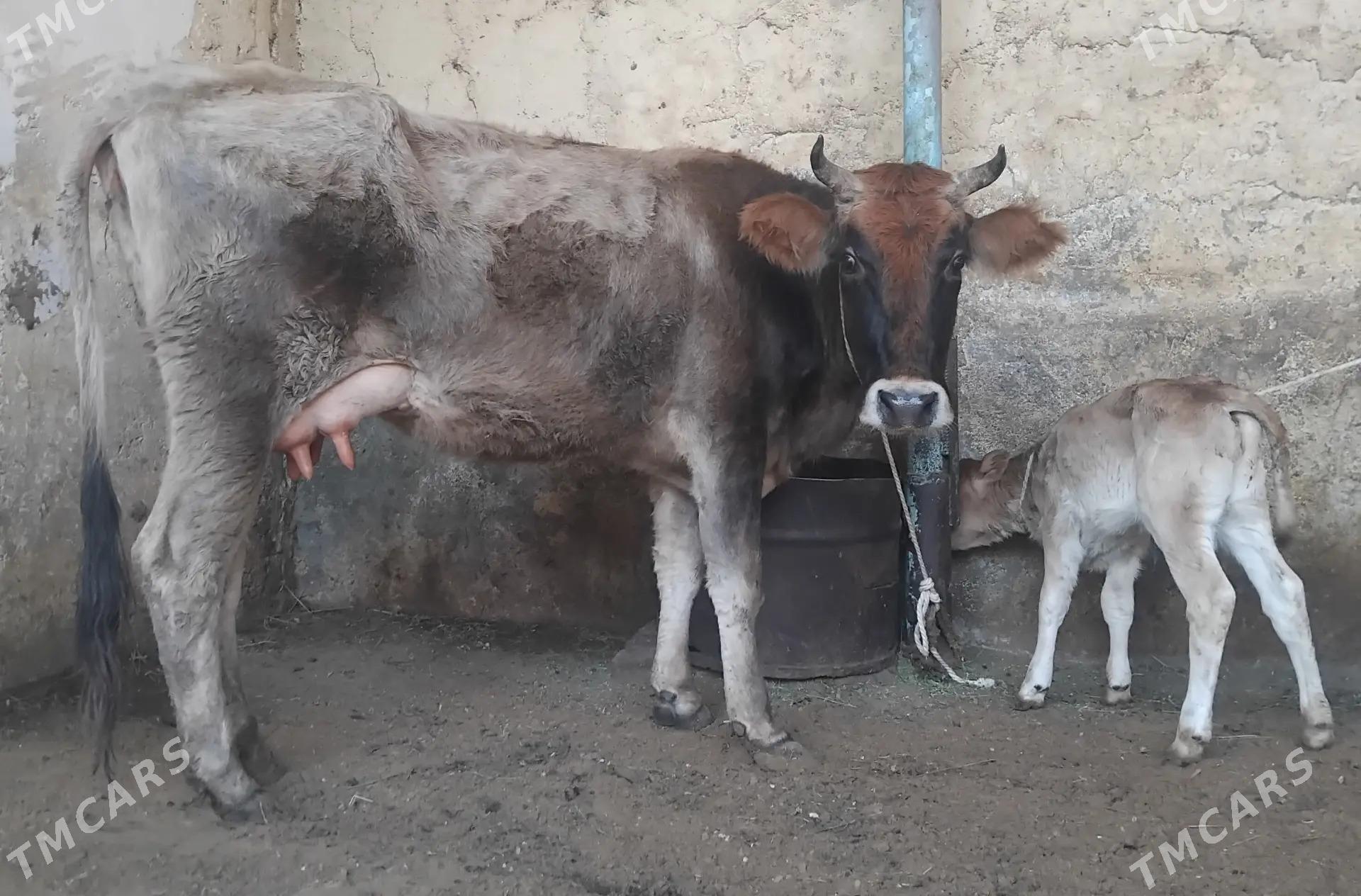 Göleli sygyr - Ашхабад - img 1