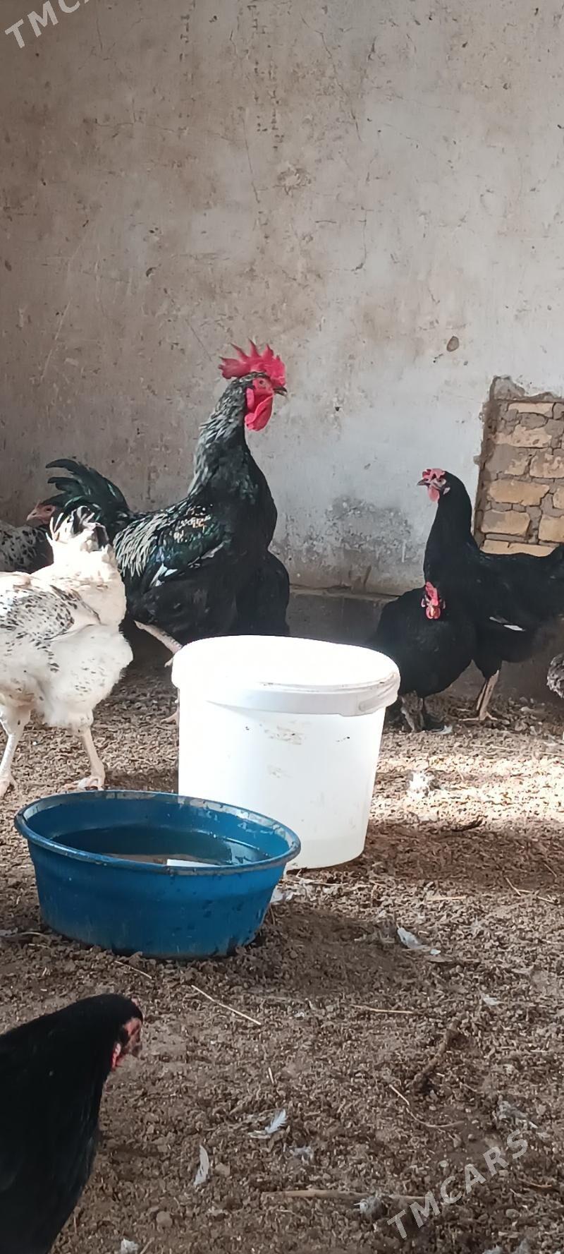 gigant - Туркменабат - img 1