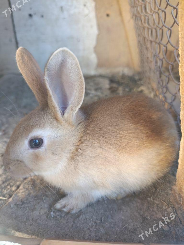 towşan - Ашхабад - img 1