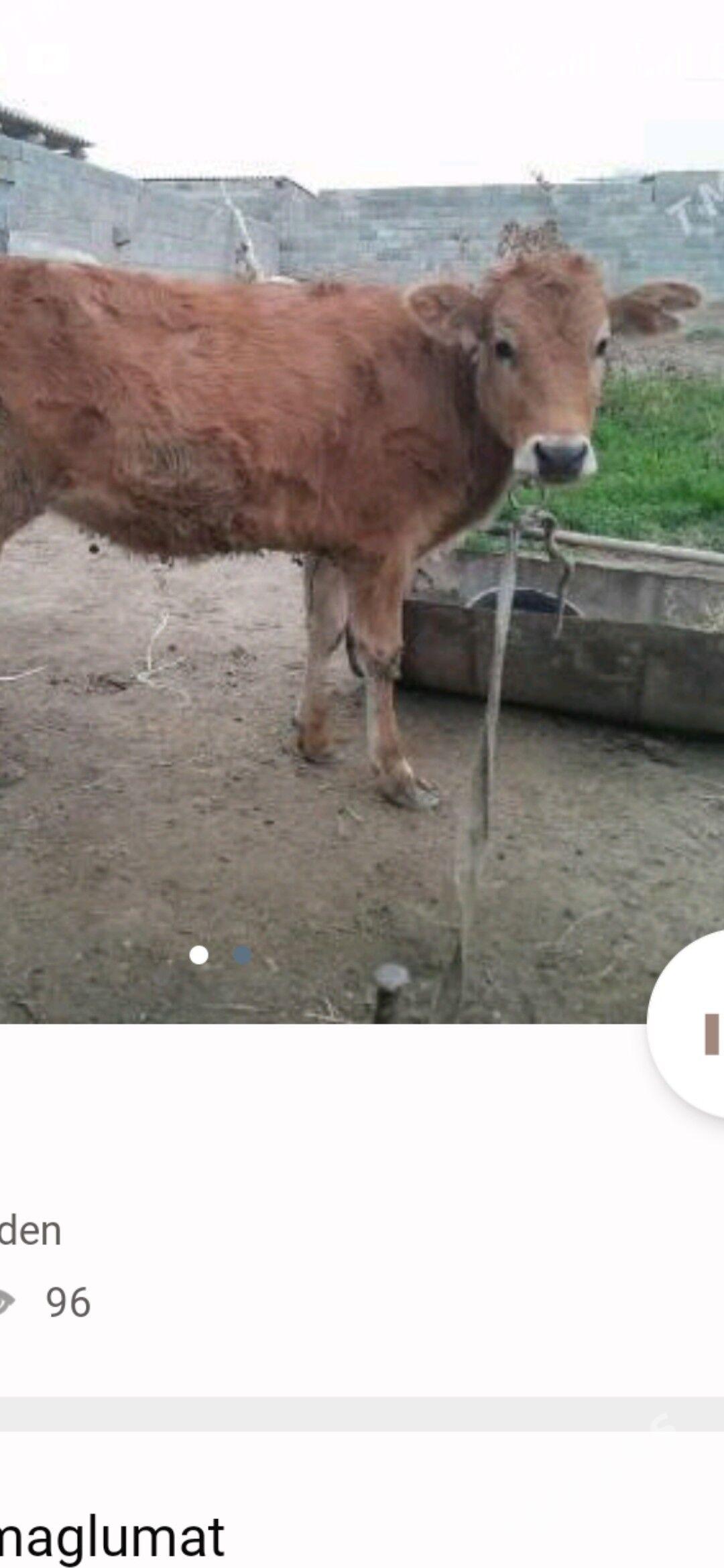 tuwe - Büzmeýin - img 1