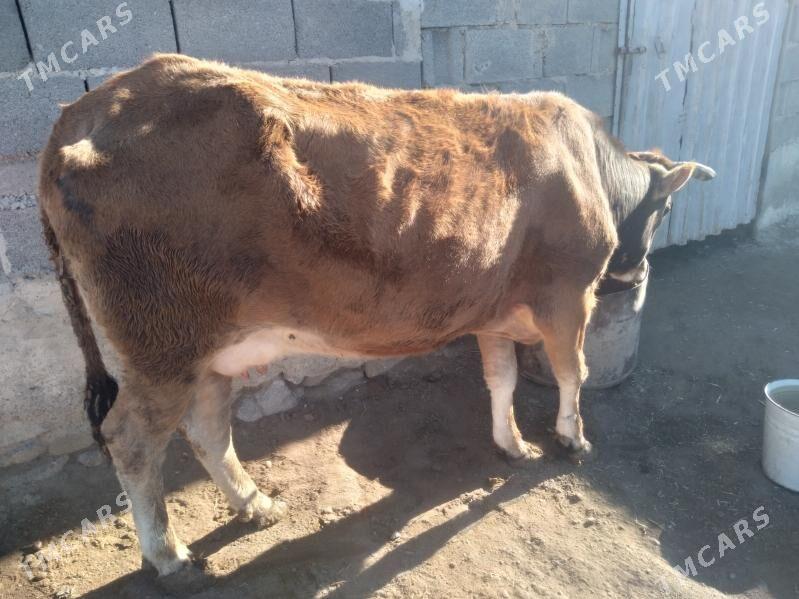 Sygyr gysyr - Gyzylarbat - img 1