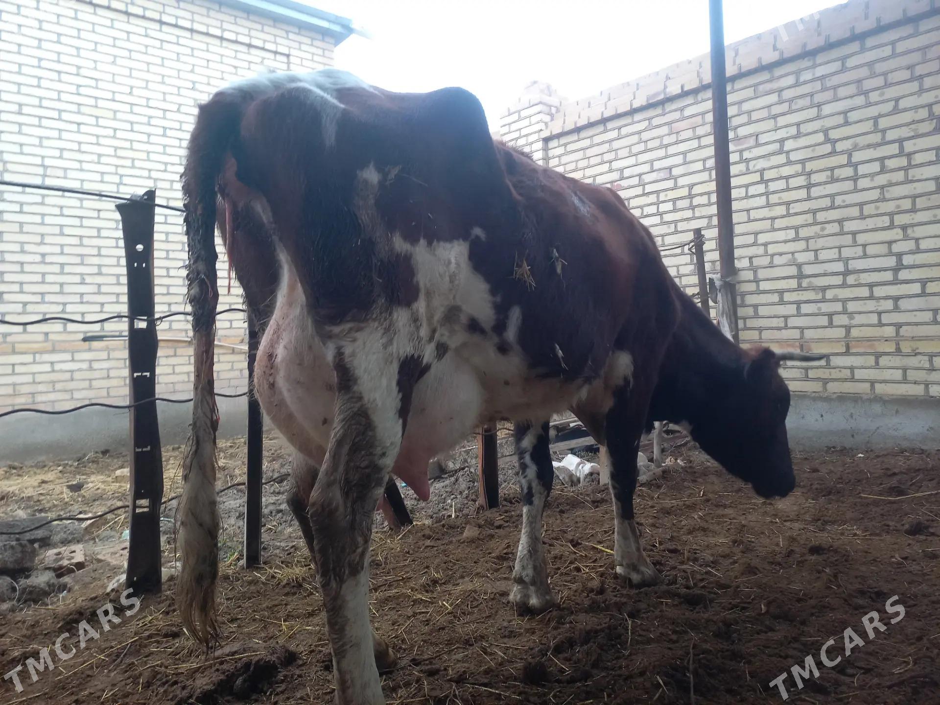 goleli sygyr - Farap - img 1