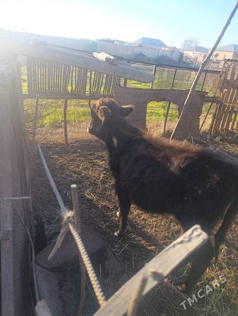 õkdzce gole - Бабадайхан - img 1