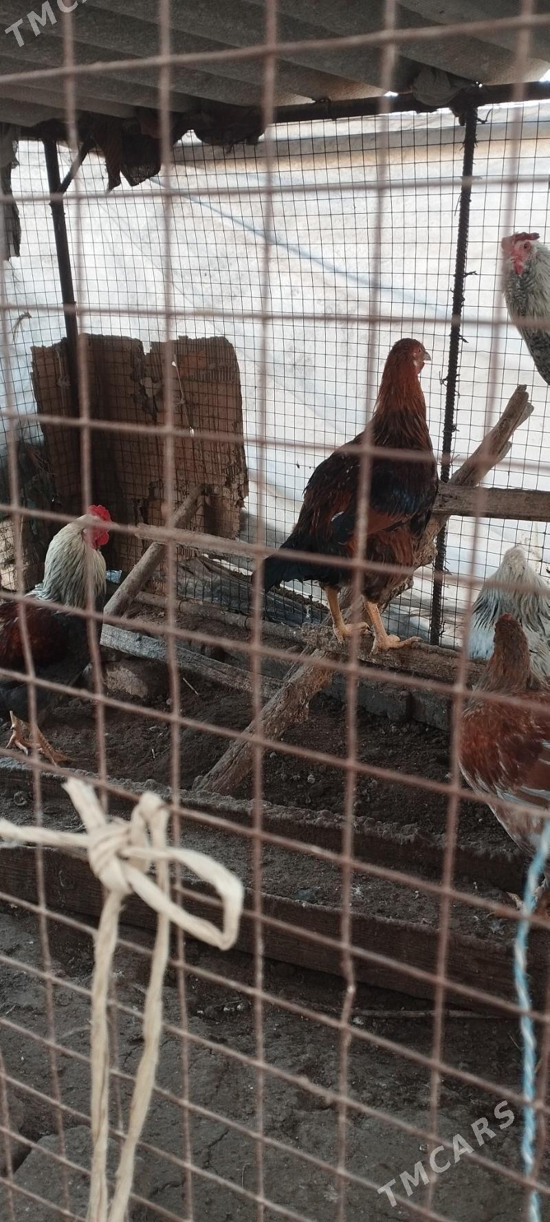 Horaz - Сакарчага - img 1