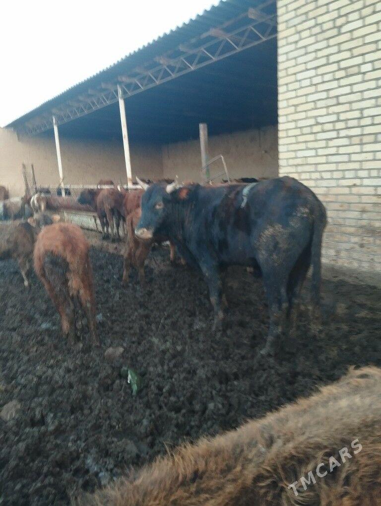 okuz - Oguz han - img 1