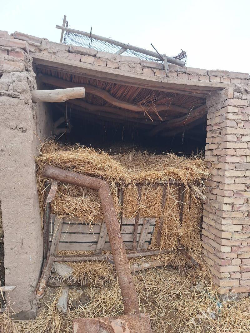 saman Arpa - Seýdi - img 1