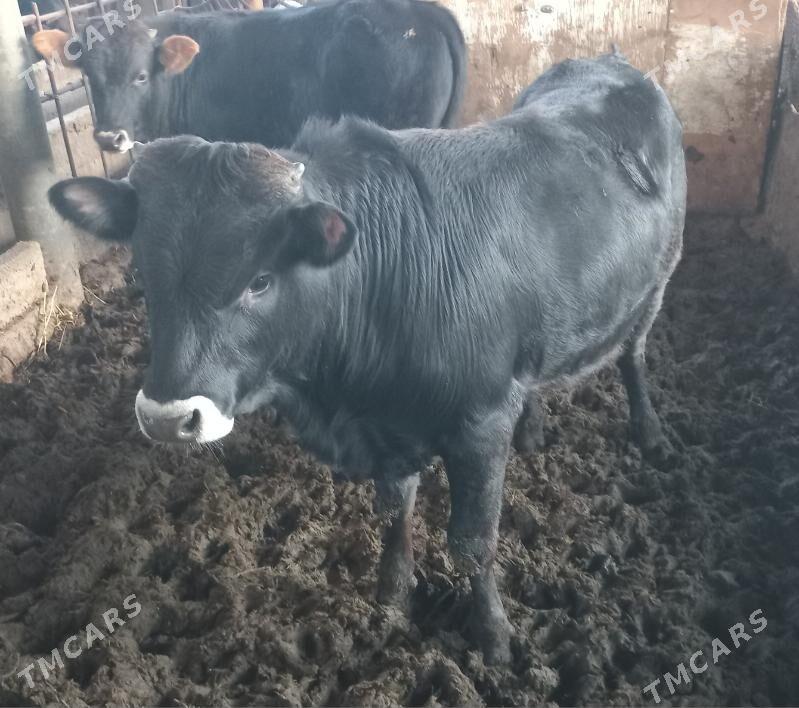 okuz - Ýaşlyk - img 1