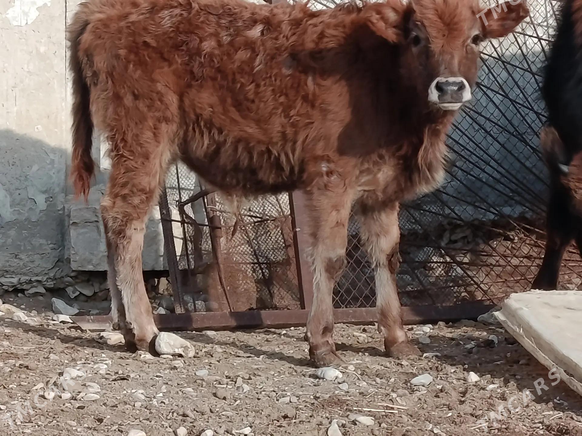 okuzce - Balkanabat - img 1