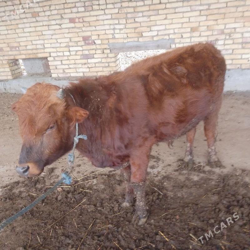 ОКУЗ ВЕ УНАДЖЫН - Türkmenabat - img 1