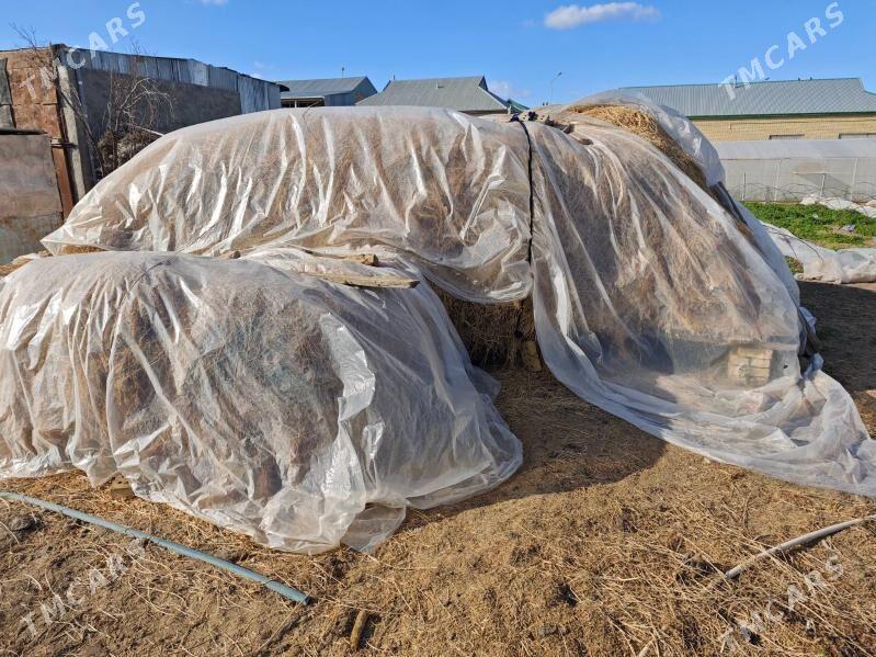 Ýorunja - Мары - img 1