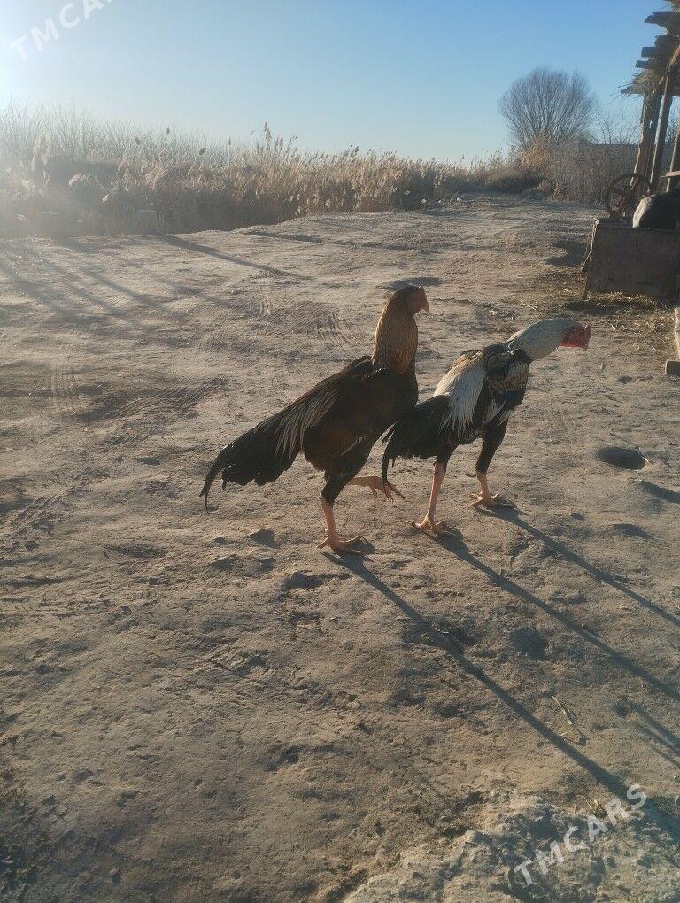 juje - Çärjew - img 1