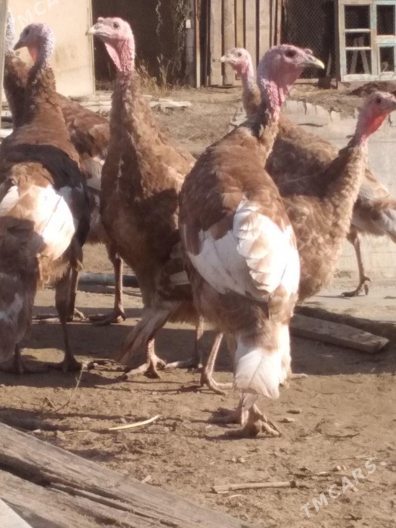 Induk - Herrikgala - img 1