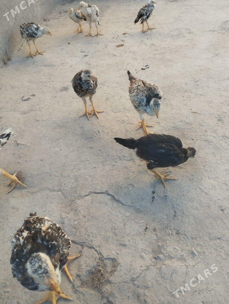 juje - Çärjew - img 1