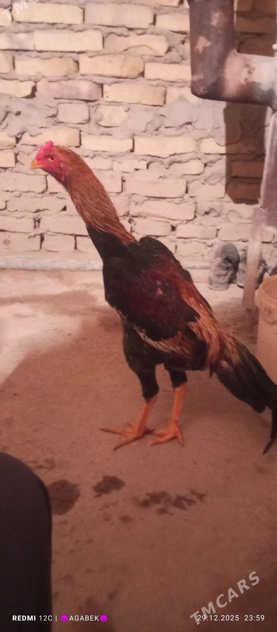 juje - Darganata - img 1