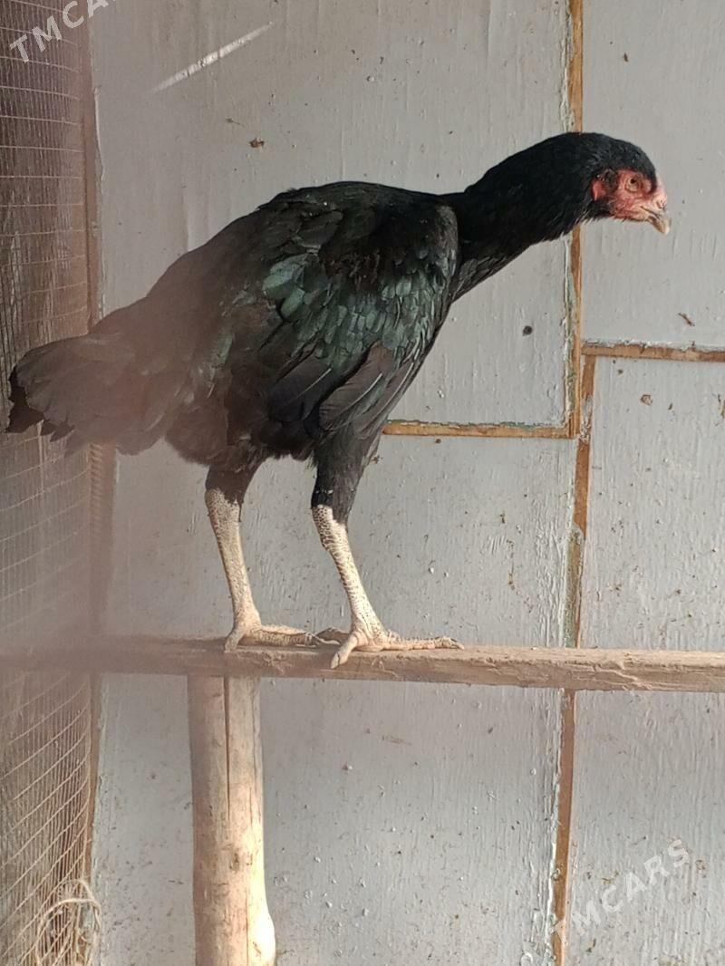 horaz - Farap - img 1