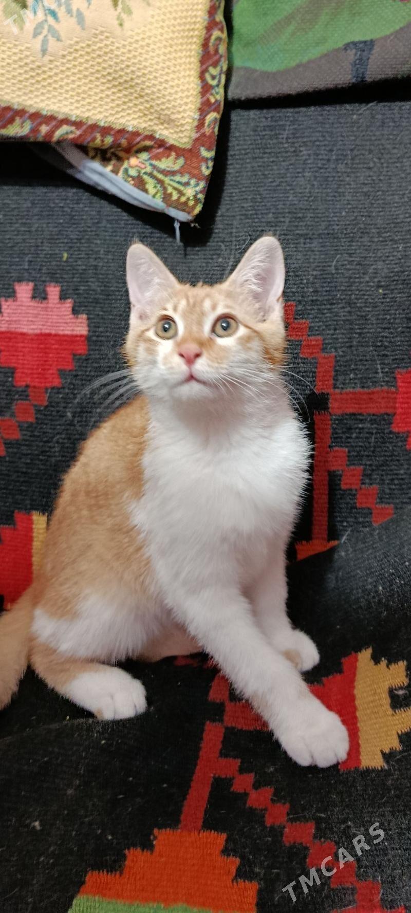 котенок - Aşgabat - img 1