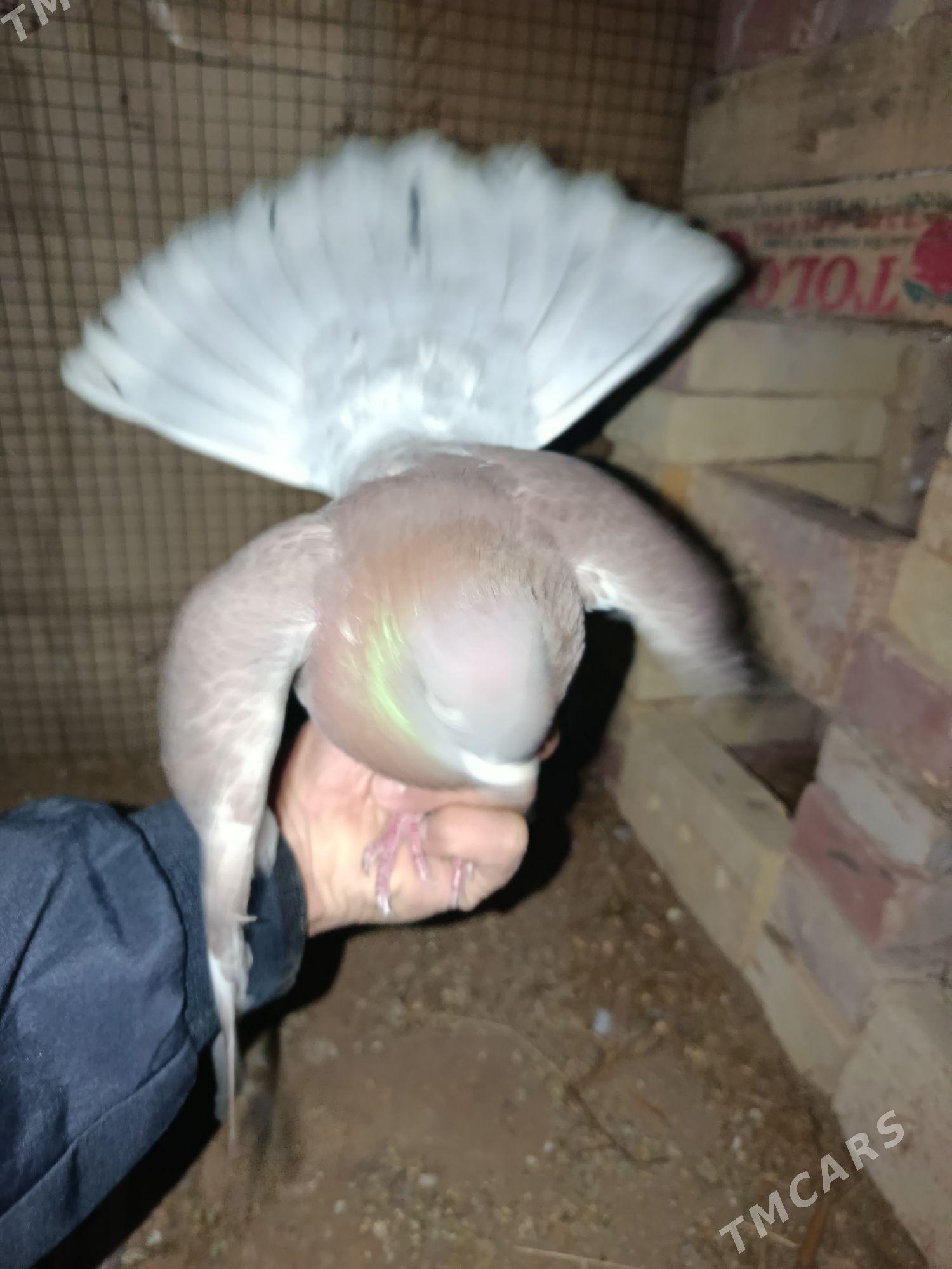 kepderi - Каракумский этрап - img 1