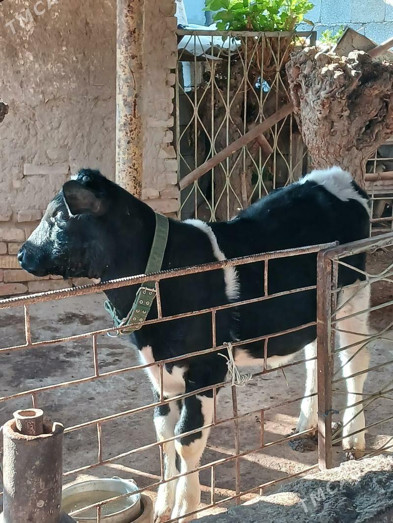 Galişdeỳin göle - Анев - img 1