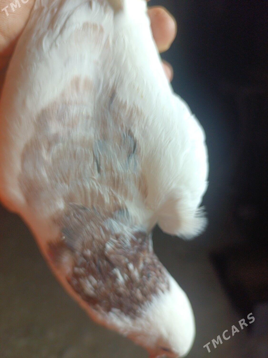 kepderi - Balkanabat - img 1