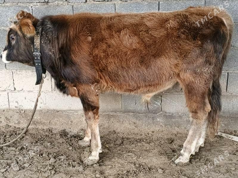 okuz - Gypjak - img 1