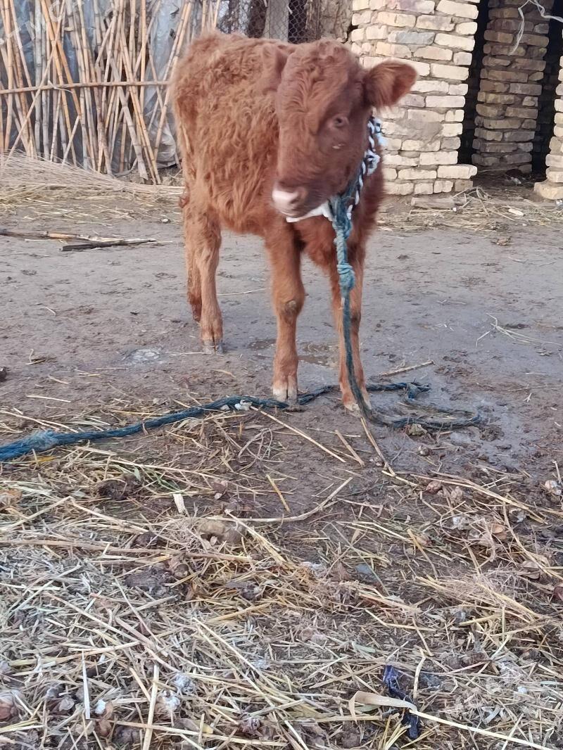 Tuwe - Бабадайхан - img 1