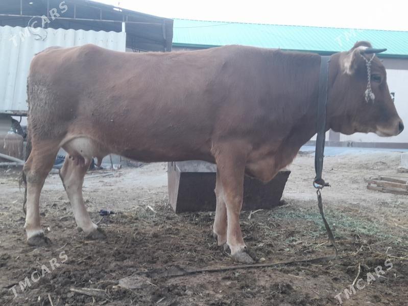 Bakylan Göleli Sygyr - Бузмеин - img 1