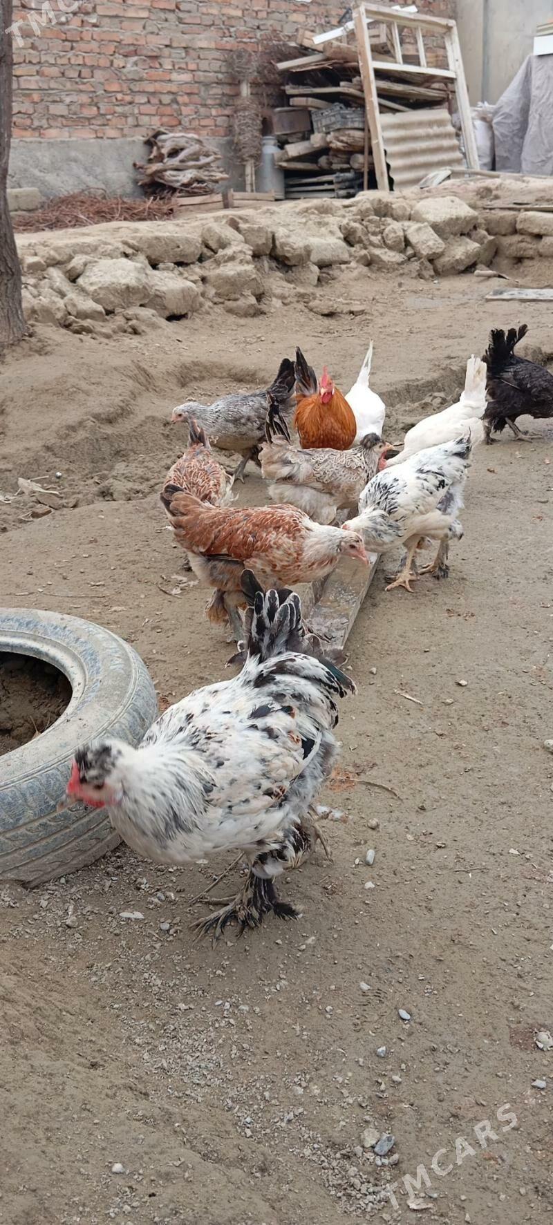 BALGAR TOWYK - Бахарден - img 1