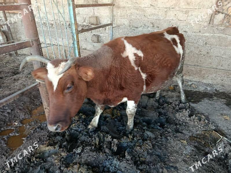 Sygyr - Gökdepe - img 1