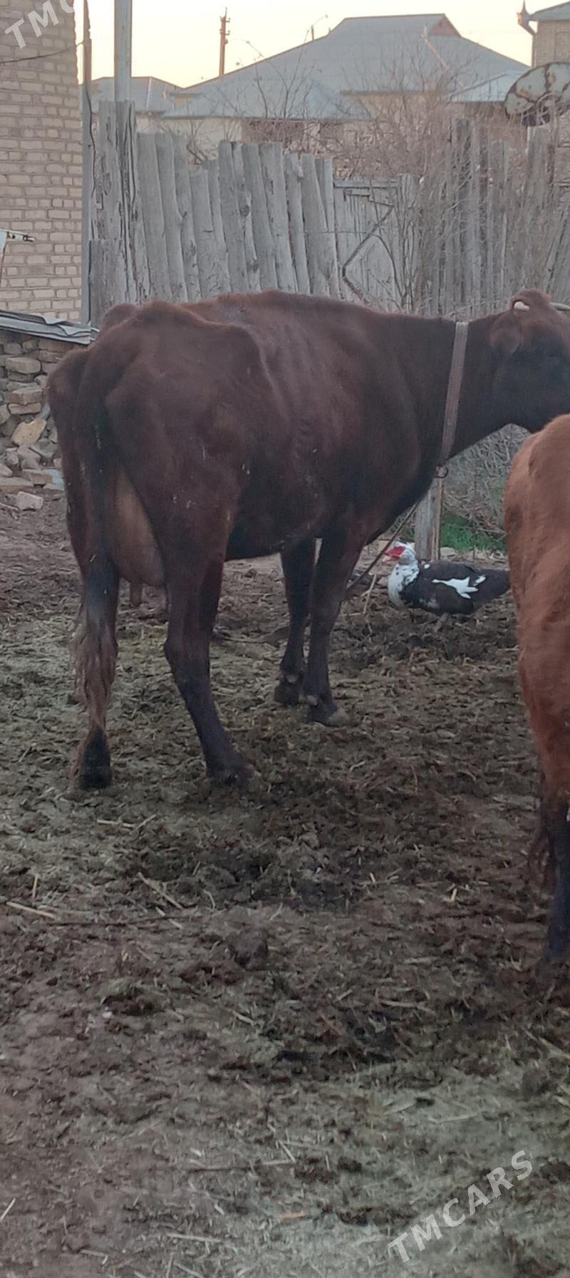 göleli sygyr - Мургап - img 1