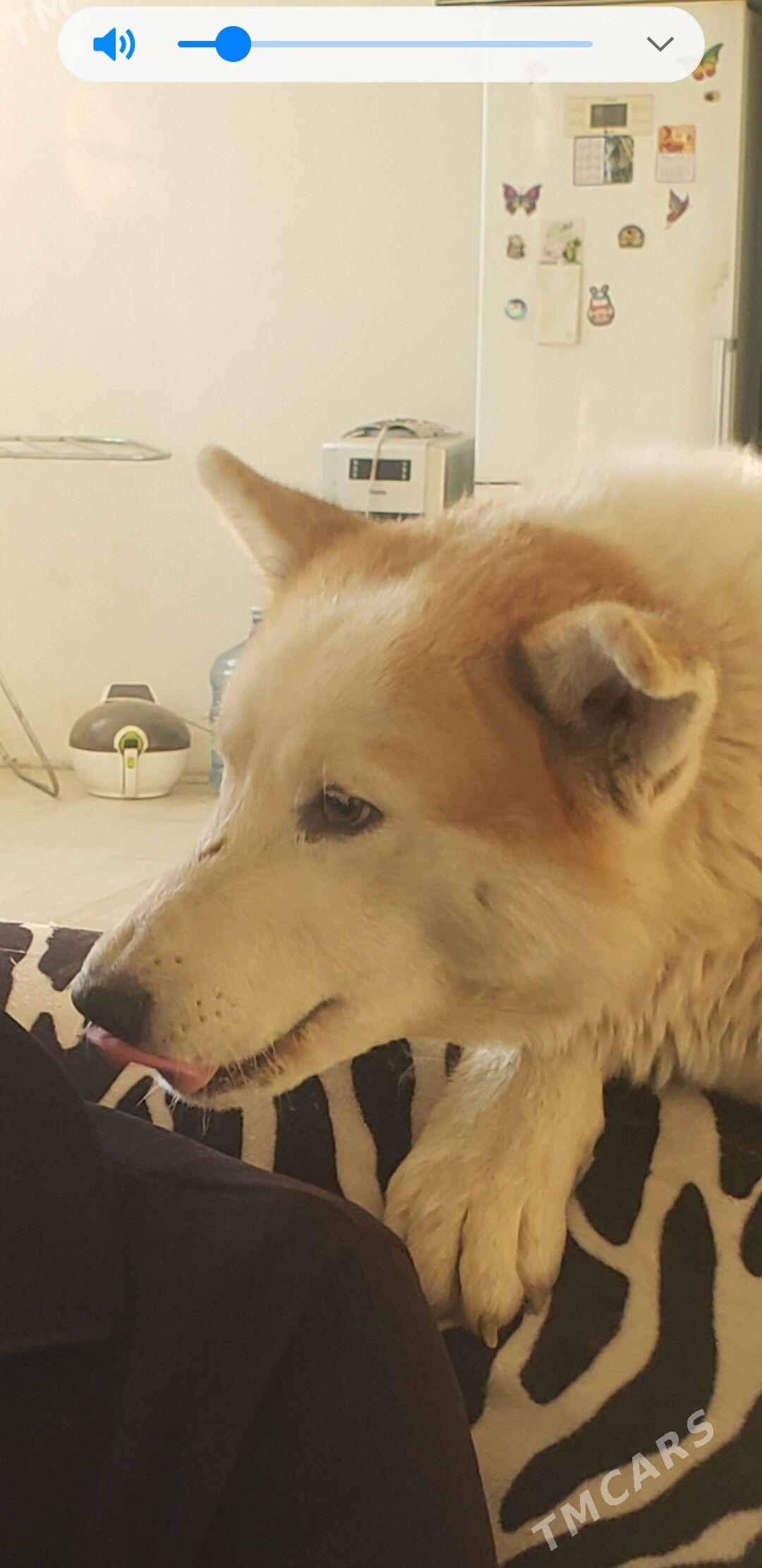 собаки - Aşgabat - img 1