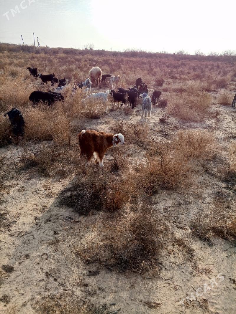 mülk yer - Серахс - img 1