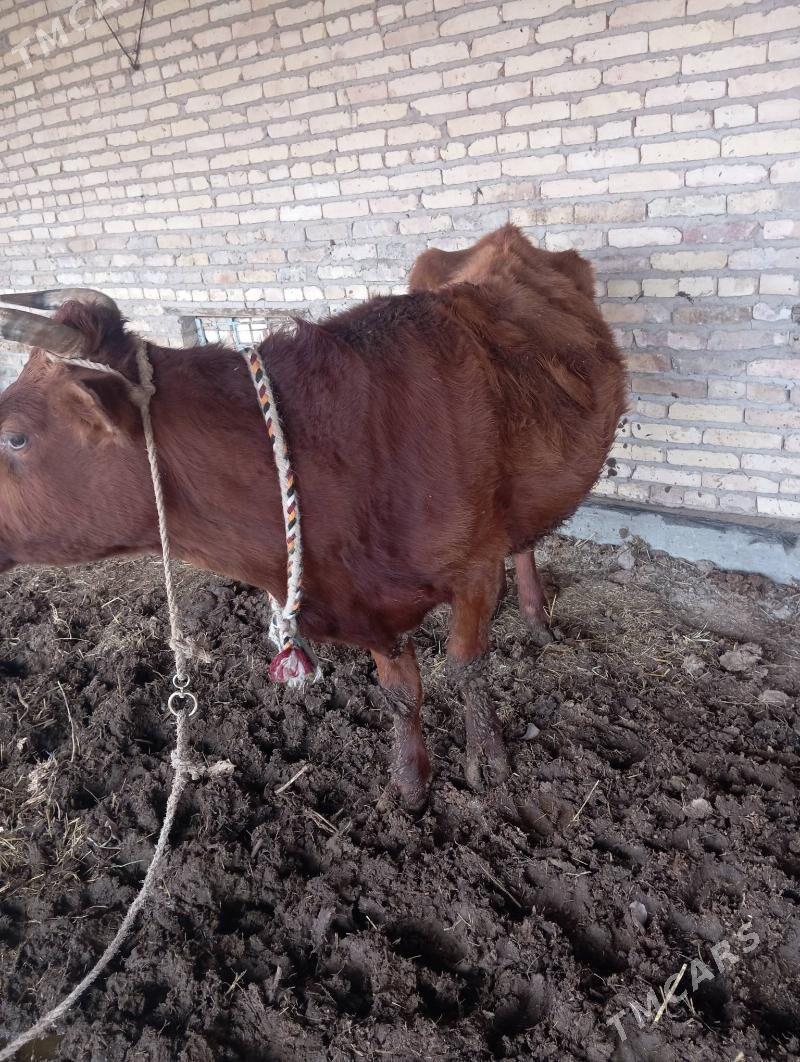 Saglyk sygyr - Чарджоу - img 1