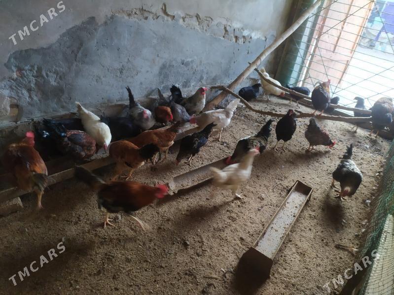 хоразлар местный - Чарджоу - img 1