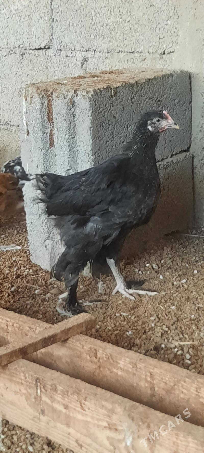 Jüýje - Büzmeýin - img 1