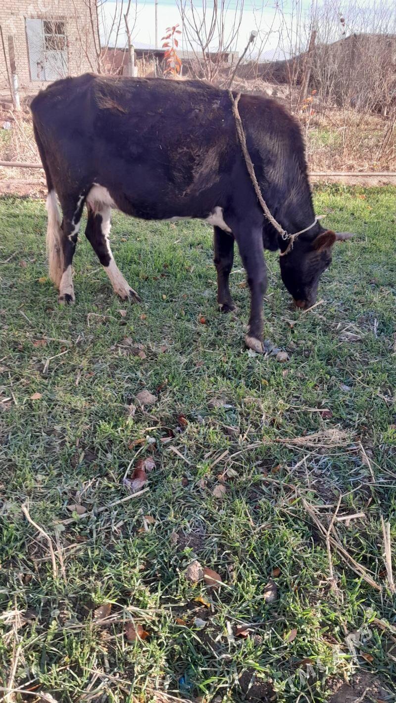 goleli sygyr - Babadaýhan - img 1