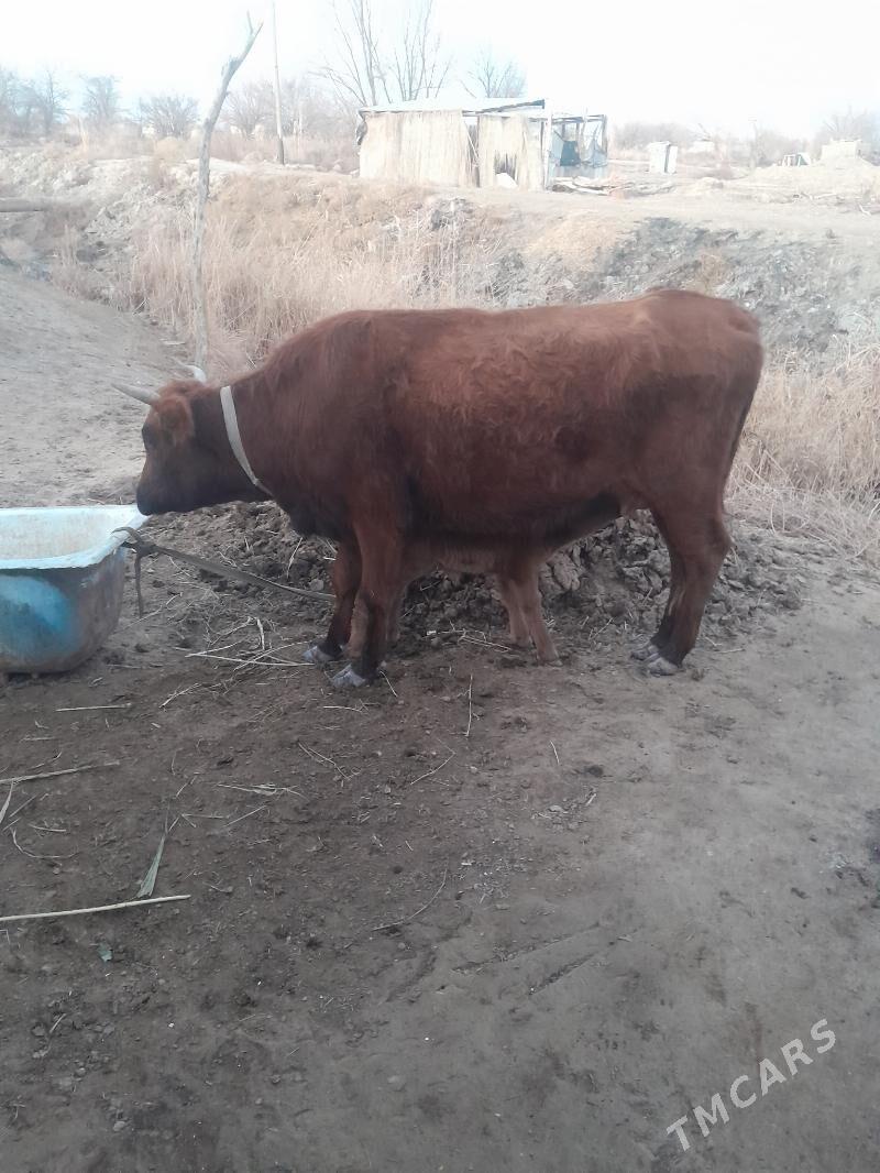 goleli sygyr - Мары - img 1