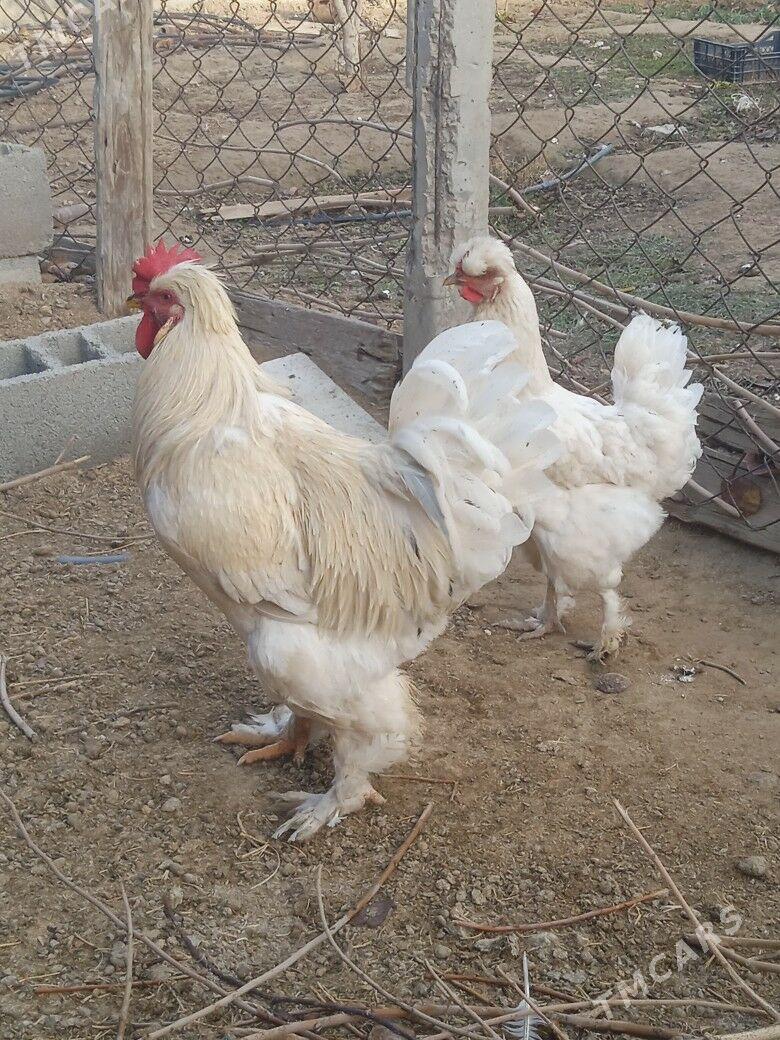 towuk - Herrikgala - img 1