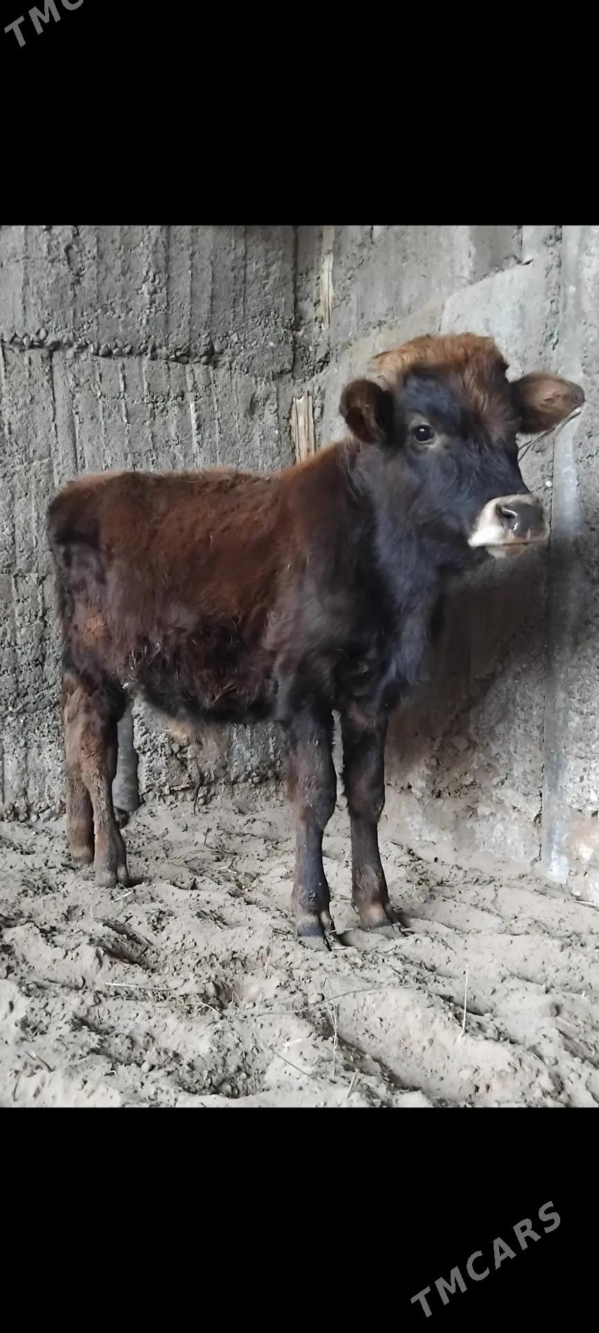 ŠWES OKUZ TUWE - Büzmeýin - img 1