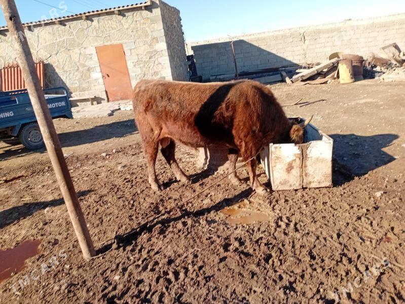 okuz - Bereket - img 1