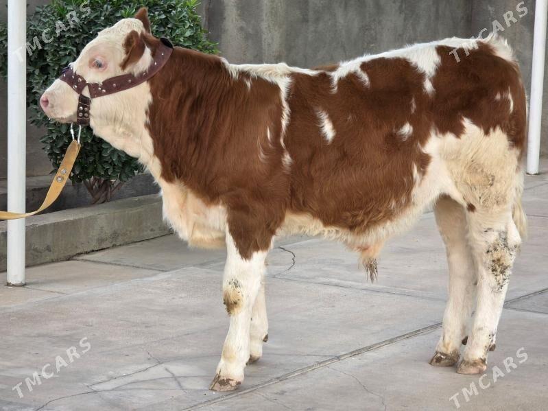 Semental Ökuz - Кëши - img 1