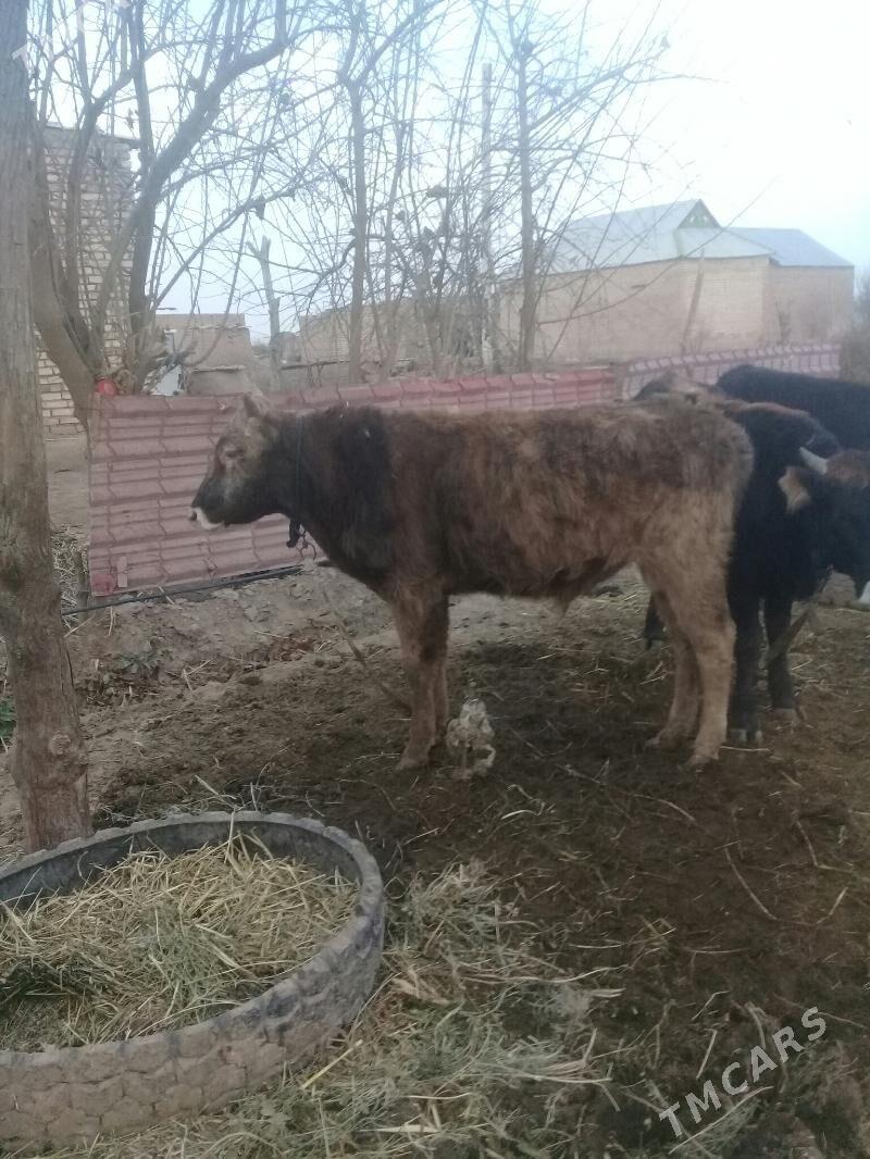 okuz 4sany - Babadaýhan - img 1