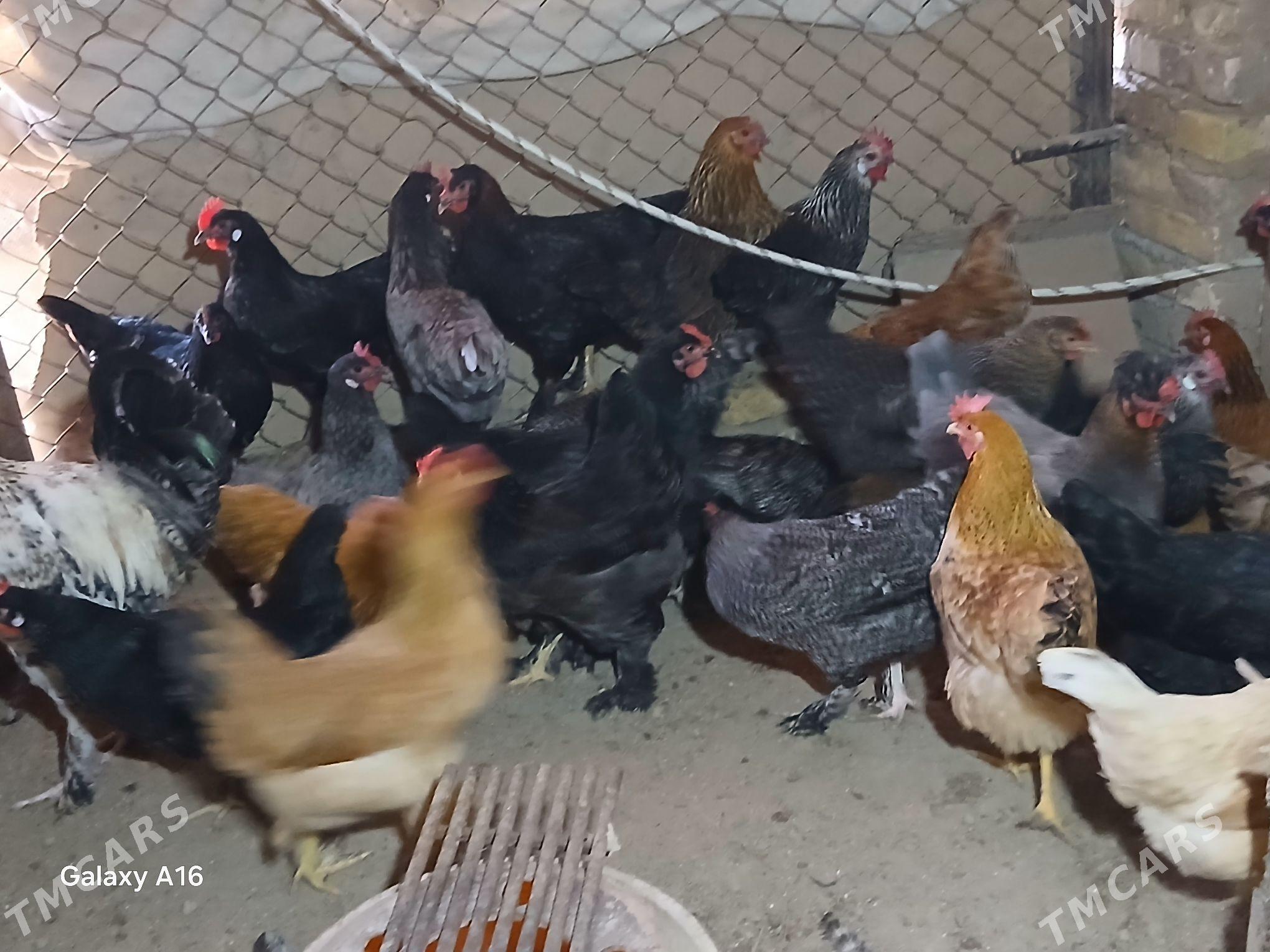 Towuk ýaşajyk - Мары - img 1